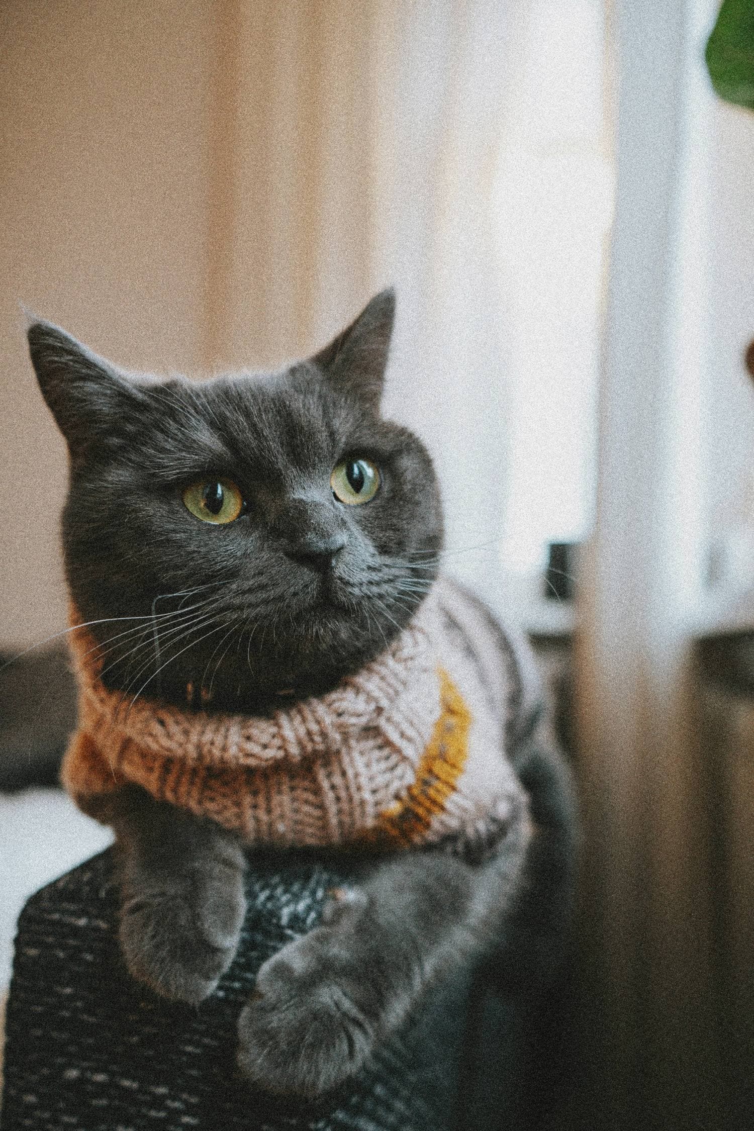 Cats top