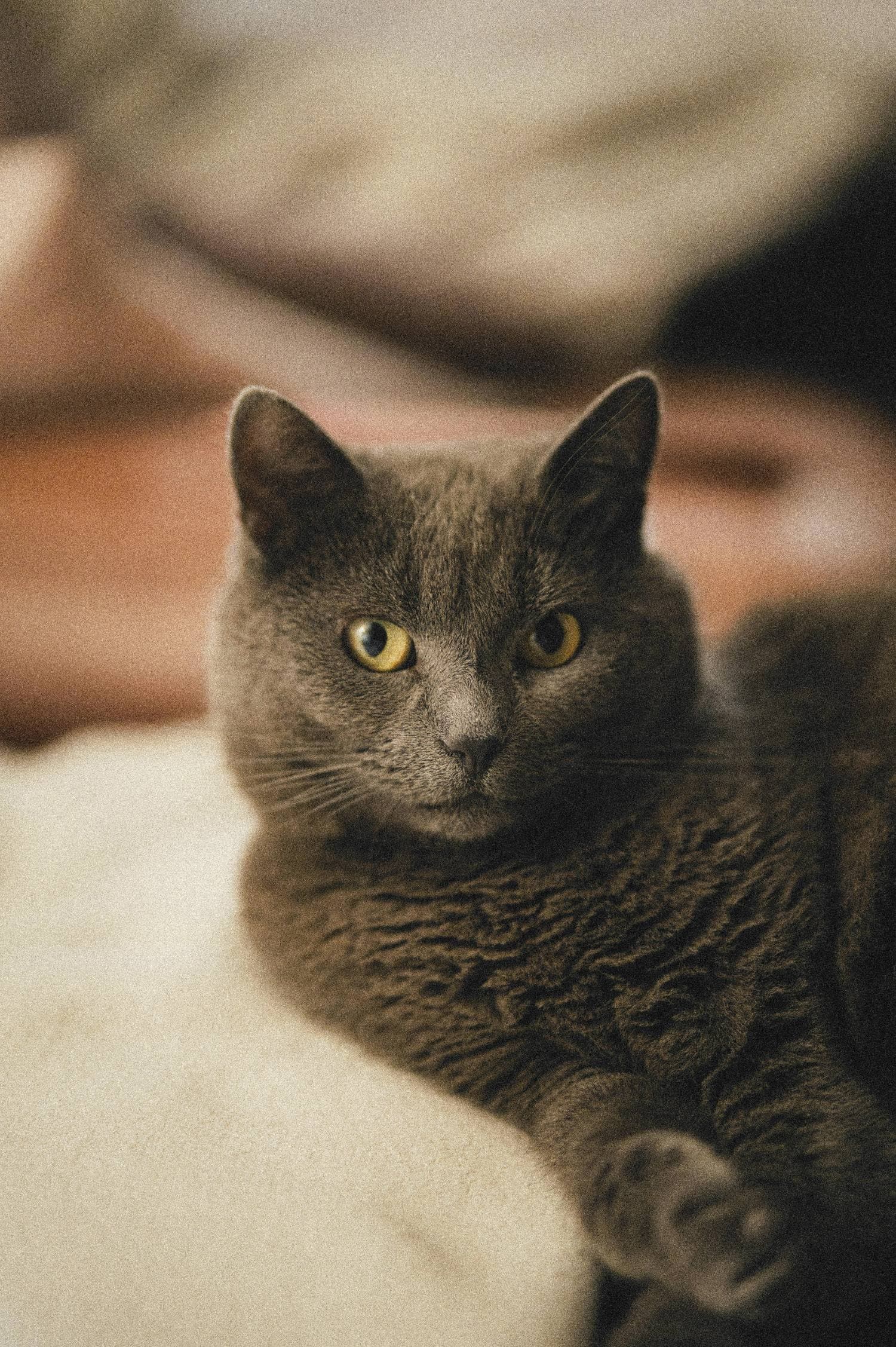 Cats bottom