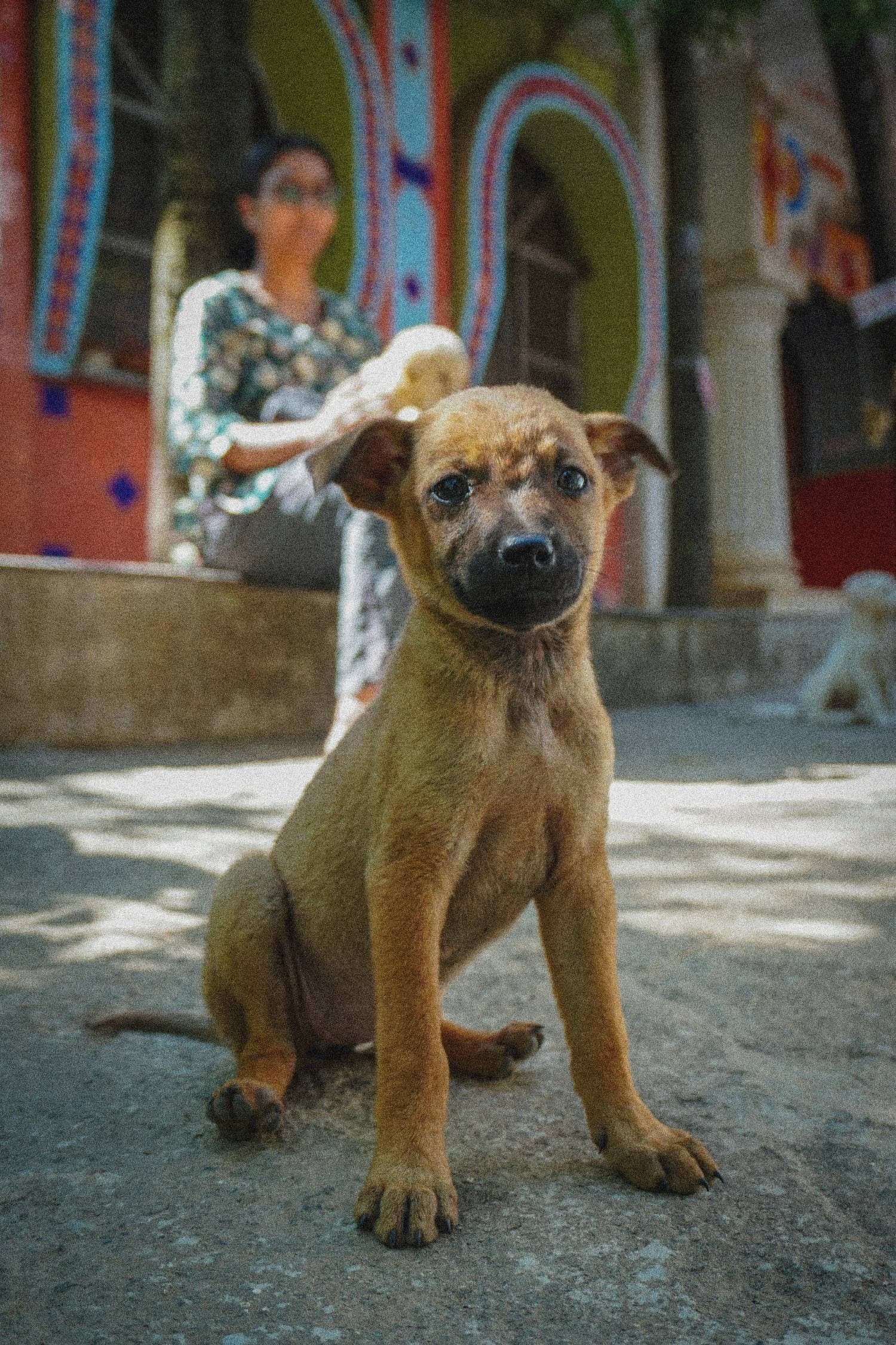 Dogs bottom